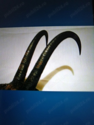 Trofee capra neagra - imagine 2