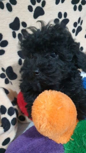 Pudel toy fetiță  - imagine 2 Pudel toy fetiță  - imagine 2