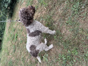Vand un mascul Lagotto Romagnolo, 2-3ani, 300eur  - imagine 2 Vand un mascul Lagotto Romagnolo, 2-3ani, 300eur  - imagine 2