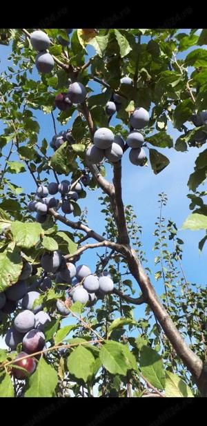     Tuica din prune annas path - imagine 2