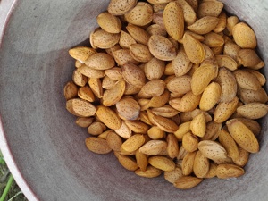 Migdale productie 2025