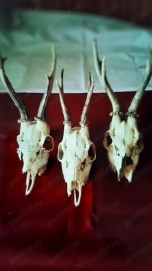 Trofee caprior - imagine 3