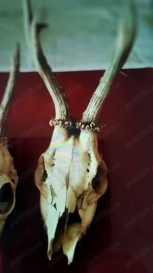 Trofee caprior - imagine 4