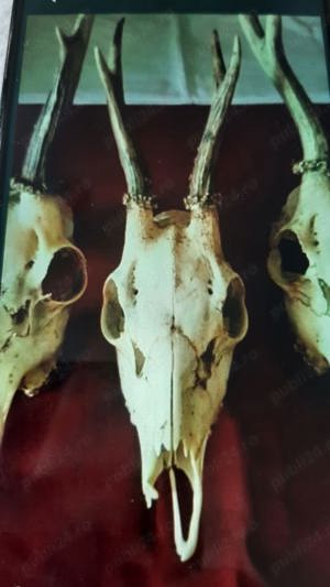 Trofee caprior - imagine 2