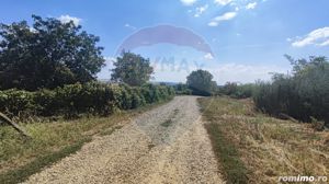 Loc de casa si teren cultivat cu vita de vie 1,28 Ha Santimreu Bihor - imagine 4