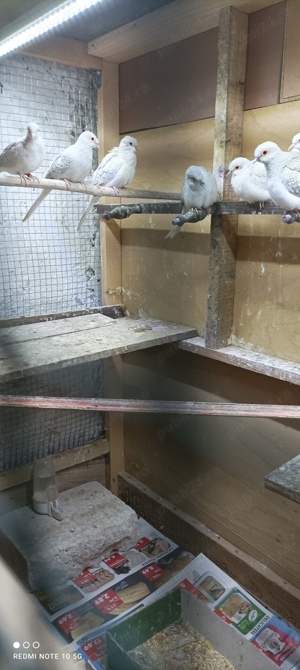 Turturele diamant  - imagine 3