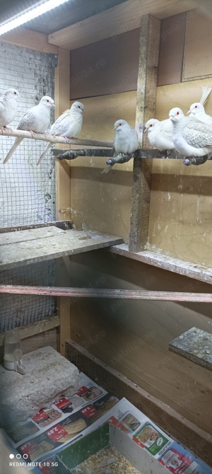 Turturele diamant  - imagine 2