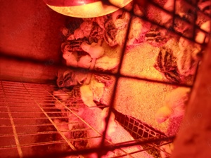 Vând pui prepeliță! - imagine 5 Vând pui prepeliță! - imagine 5