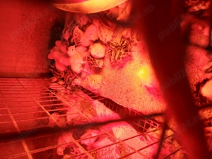 Vând pui prepeliță! - imagine 2 Vând pui prepeliță! - imagine 2