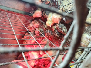 Vând pui prepeliță! - imagine 3 Vând pui prepeliță! - imagine 3