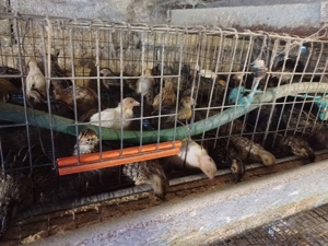 Vând pui prepeliță! - imagine 7 Vând pui prepeliță! - imagine 7