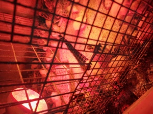 Vând pui prepeliță! - imagine 6 Vând pui prepeliță! - imagine 6