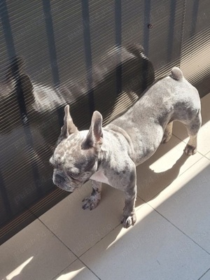 Bulldog francez femelă. 