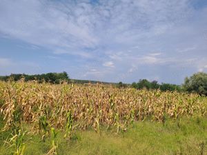 Teren de vânzare oraș Babeni  super oferta  20.000 euro  - imagine 2