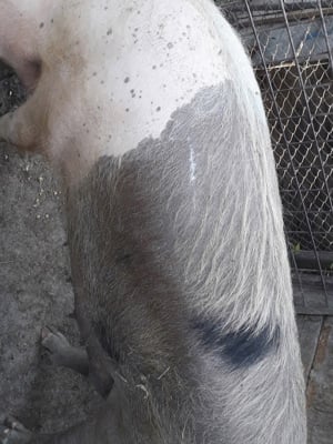 vand porci - imagine 2