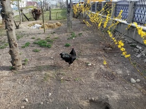 familii Australorp formate dintr-un cocoș și trei găini - imagine 2