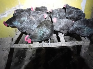 familii Australorp formate dintr-un cocoș și trei găini - imagine 6