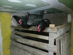 familii Australorp formate dintr-un cocoș și trei găini - imagine 4