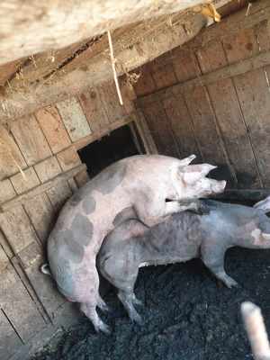 Vier Petran de dat la monta  - imagine 3 Vier Petran de dat la monta  - imagine 3