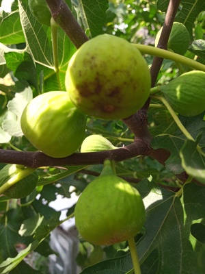 Vând smochini in ghiveci cu fructe galbene