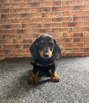 vând căței teckel  - imagine 5 vând căței teckel  - imagine 5