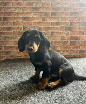 vând căței teckel  - imagine 2