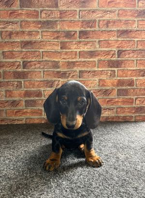 vând căței teckel  - imagine 4 vând căței teckel  - imagine 4