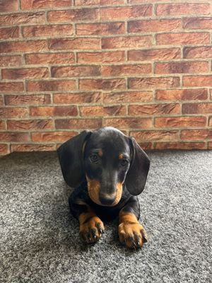 vând căței teckel  - imagine 3 vând căței teckel  - imagine 3