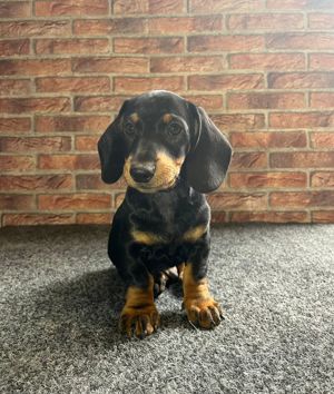 vând căței teckel  - imagine 2 vând căței teckel  - imagine 2