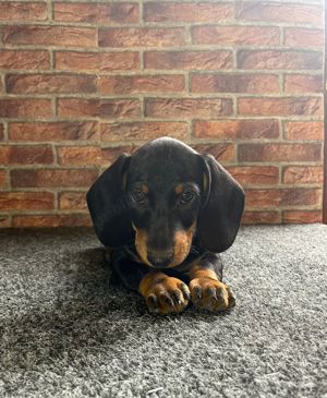 vând căței teckel