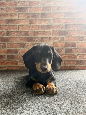 vând căței teckel