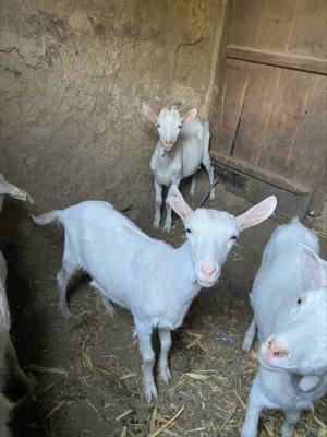 Vand capre Saanen - imagine 2