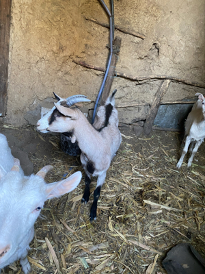 Vand capre Saanen - imagine 5