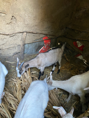 Vand capre Saanen - imagine 3