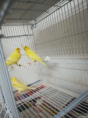 Canari, diferite culori 