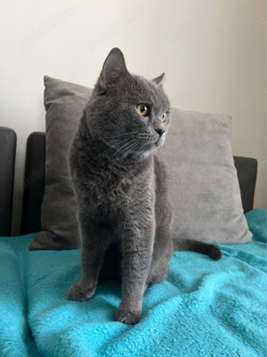 Motan british montaa - imagine 2