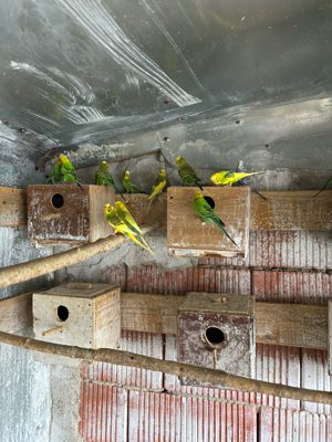 papagali perusi - imagine 10