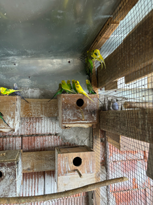 papagali perusi - imagine 7