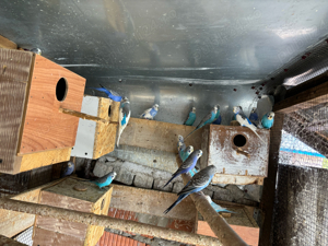 papagali perusi - imagine 6