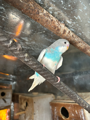 papagali perusi - imagine 4