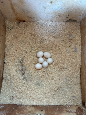 papagali perusi - imagine 8