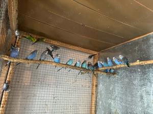 papagali perusi - imagine 3