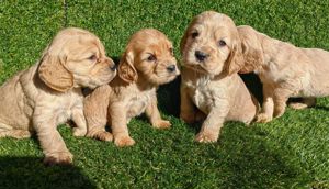 coker spaniel - imagine 2 coker spaniel - imagine 2