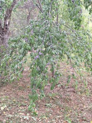 Vând țuică - imagine 4