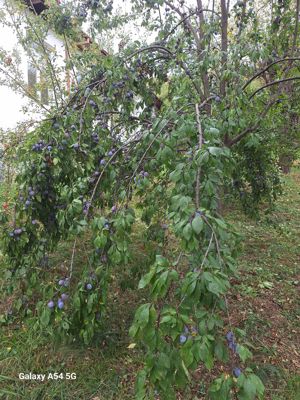 Vând țuică - imagine 3