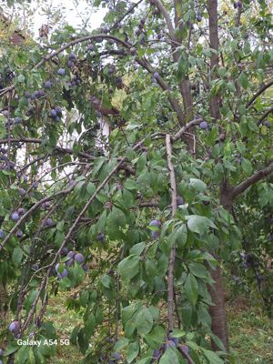 Vând țuică - imagine 2