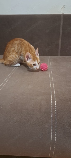 Donez pisicuti - imagine 2