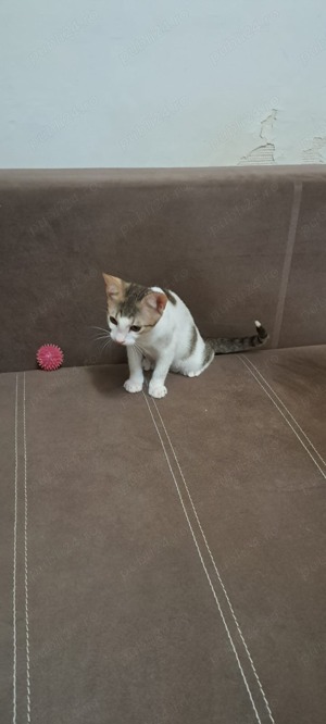 Donez pisicuti - imagine 4