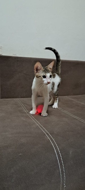 Donez pisicuti - imagine 3