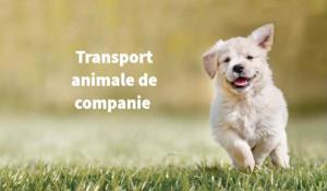 Transport animale de companie 